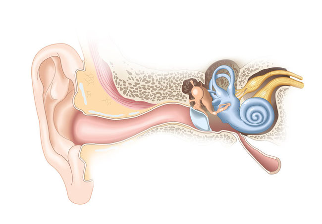schwindel-und-Tinnitus-osteopathie-mit-anatomische-darstellung-von-ohr-in-meiner-praxis Starnberg